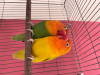 Lovebird For Sale